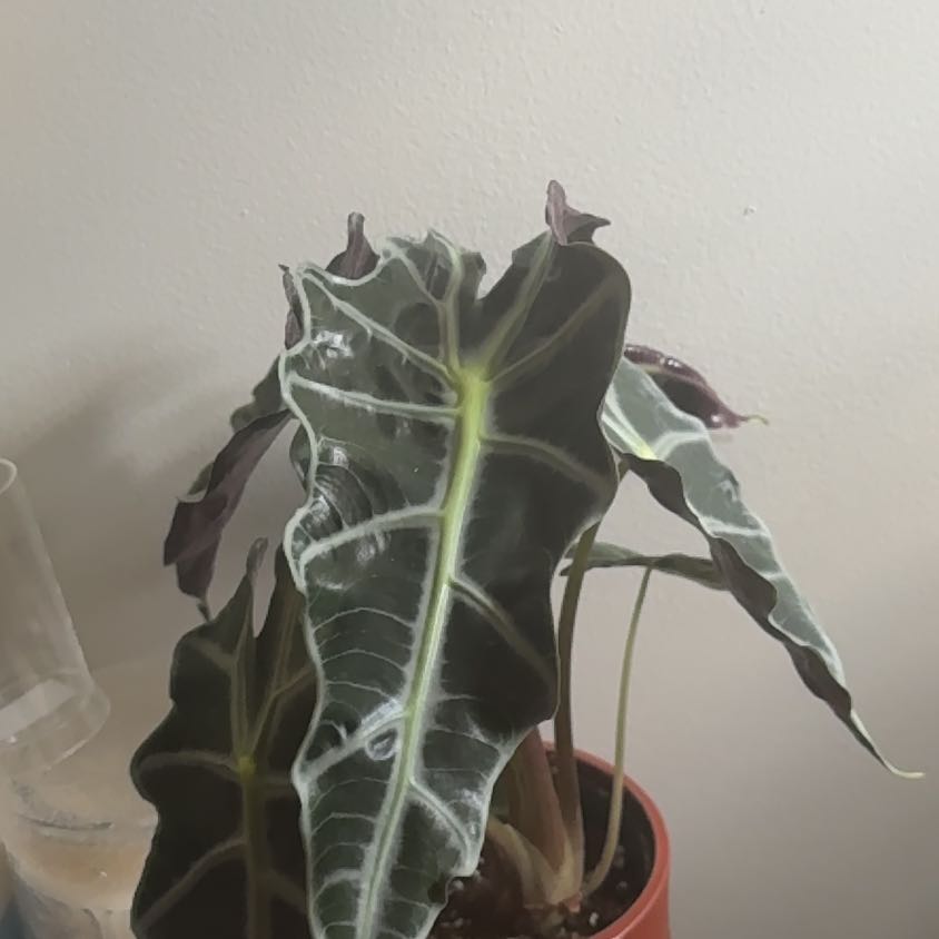 Photo of the plant species African Mask by @SirKawakawa65 named Peter Parker on Greg, the plant care app