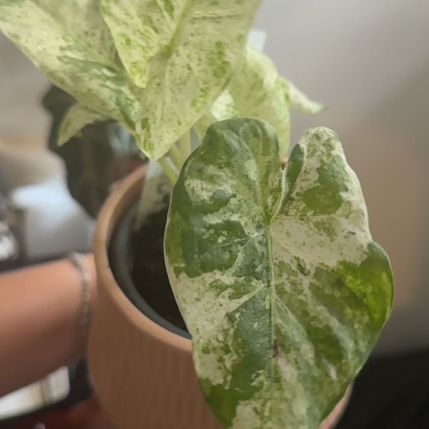 Photo of the plant species Variegated Alocasia Odora by @SirKawakawa65 named Bodhi on Greg, the plant care app