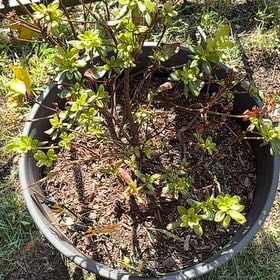 Photo of the plant species Satsuki by @TastyBogbirch19 named Bieber on Greg, the plant care app