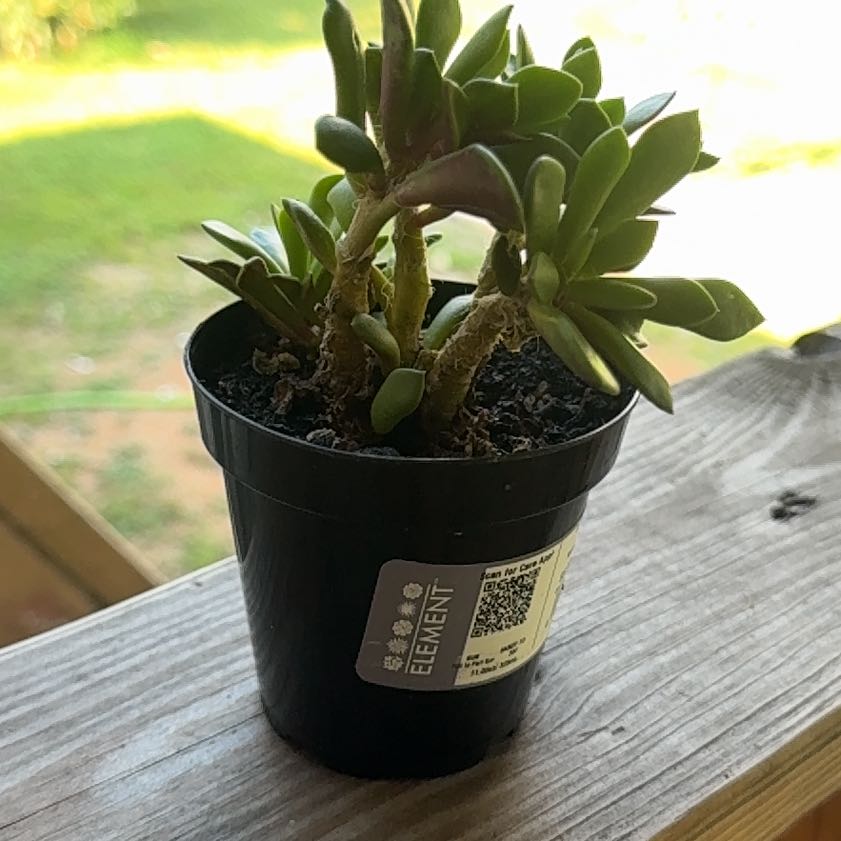 Photo of the plant species Variegated Sand Rose by @ChirpyChards91 named Mollie on Greg, the plant care app