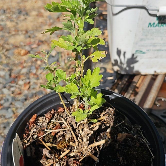 Photo of the plant species Mums by @PureTobacco73 named Sproutacus on Greg, the plant care app