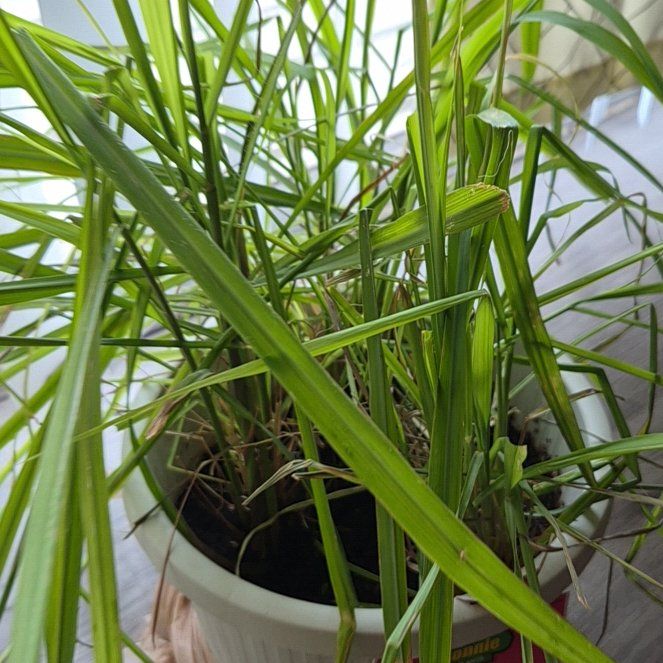 Photo of the plant species Lemon Grass by @AbleSeaoats34 named Peter Parker on Greg, the plant care app