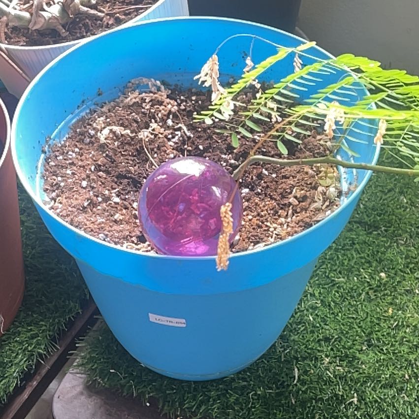 Photo of the plant species Flame Of The Forest by @HeroicWildbasil named Eva on Greg, the plant care app