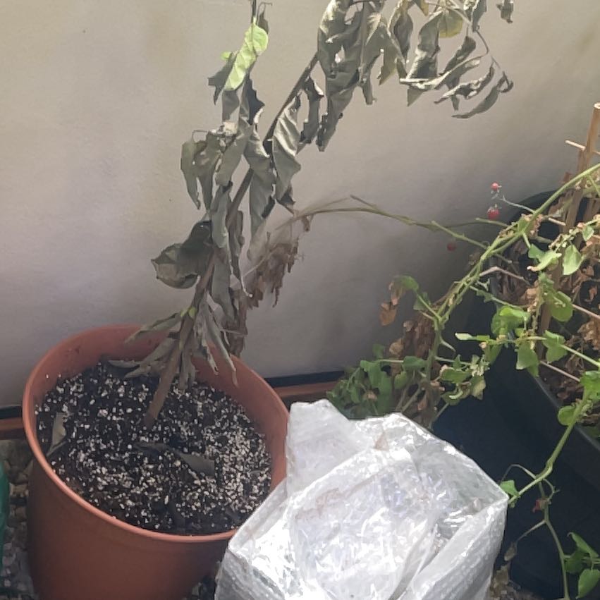 Photo of the plant species Sugar Apple by @HeroicWildbasil named Adam on Greg, the plant care app