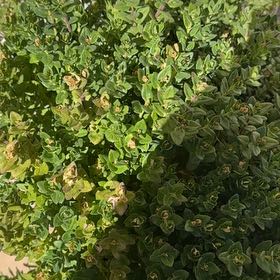 Photo of the plant species Red Chickweed by @YernJubaea61 named Prince on Greg, the plant care app