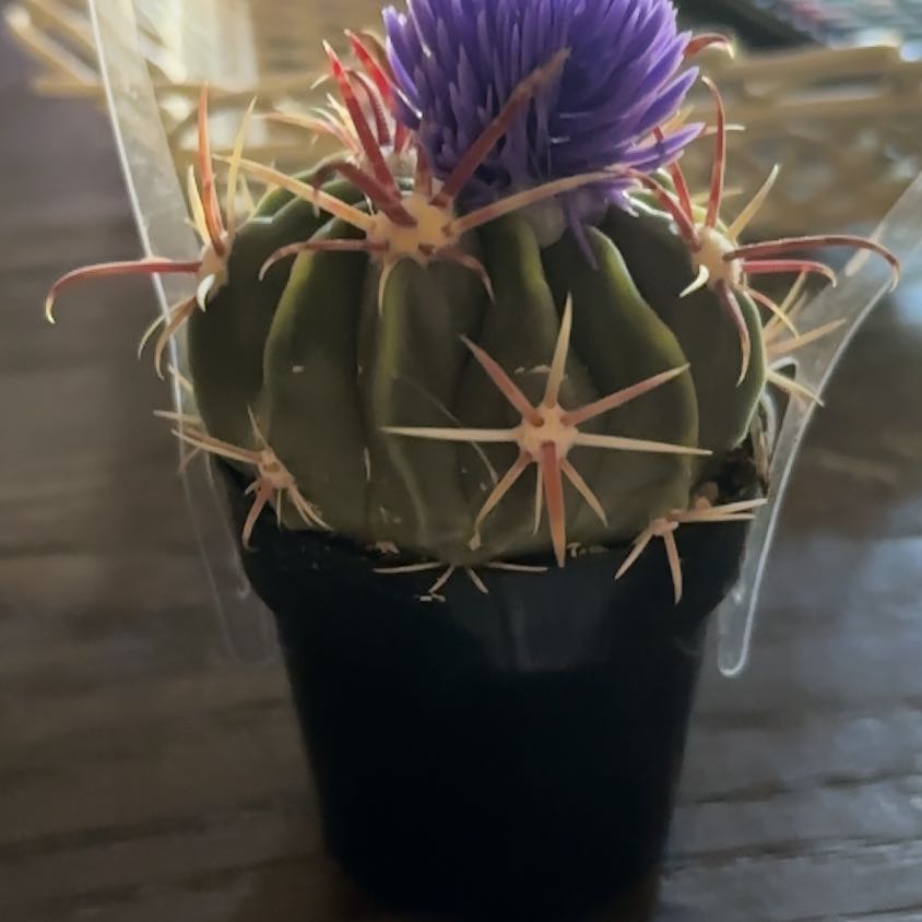 Photo of the plant species Devil's Tongue Barrel Cactus by @ShinyCaraway71 named Sol on Greg, the plant care app
