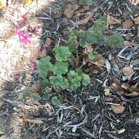 Photo of the plant species Ivy Geranium by @PrizedClusia96 named Gomez on Greg, the plant care app
