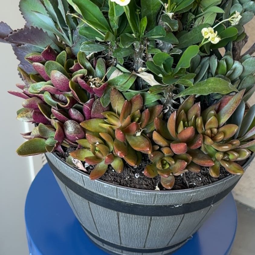 Photo of the plant species Japanese Cheesewood by @BuoyantBeech52 named Foxxy on Greg, the plant care app