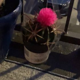 Photo of the plant species Devil's Pincushion by @CalmingOnion56 named Penelope on Greg, the plant care app