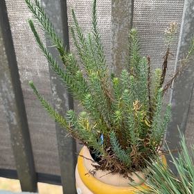 Photo of the plant species Sea Spurge by @DesirableRye named Huckleberry Fern on Greg, the plant care app