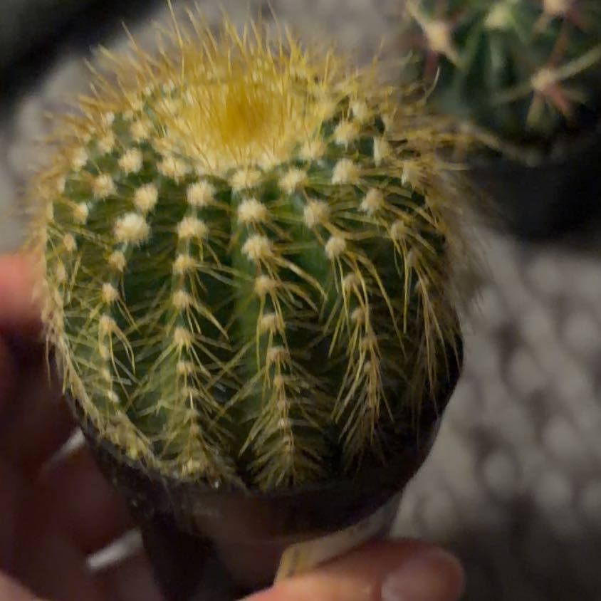 Photo of the plant species Notocactus warasii by @PoshMinikitty24 named Nithin on Greg, the plant care app