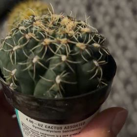 Photo of the plant species Spider Cactus by @PoshMinikitty24 named Sol on Greg, the plant care app