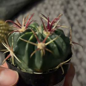 Photo of the plant species Devil's Tongue Barrel Cactus by @PoshMinikitty24 named Rosa on Greg, the plant care app