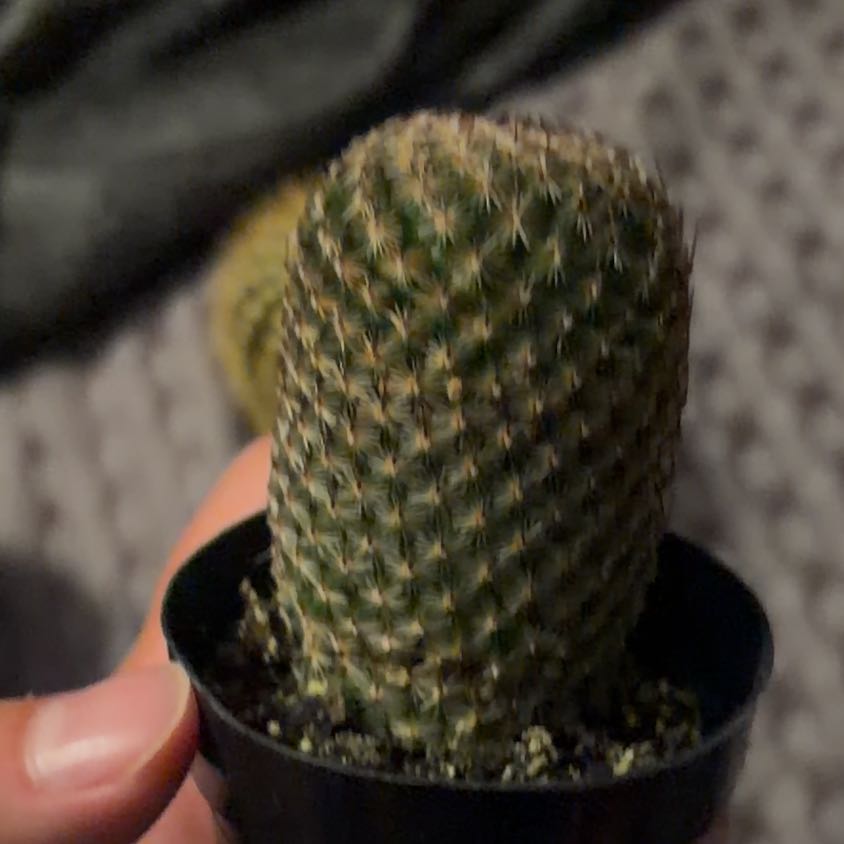 Photo of the plant species Thumb Cactus by @PoshMinikitty24 named Fernie Mercury on Greg, the plant care app
