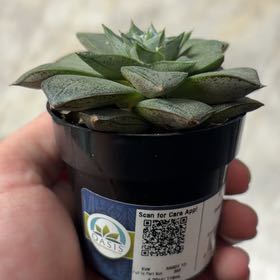 Photo of the plant species Echeveria purpusorum by @SportiveWorm91 named Elton John on Greg, the plant care app