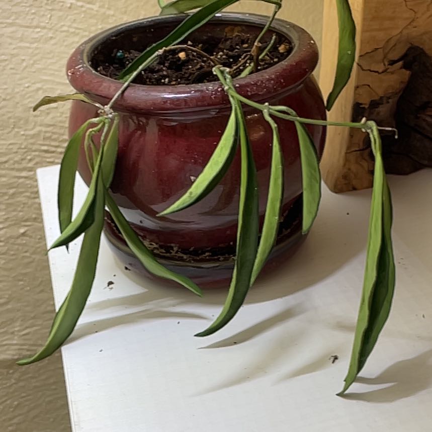 Photo of the plant species Stringbean Hoya by @LordGrass59 named Scarlett on Greg, the plant care app