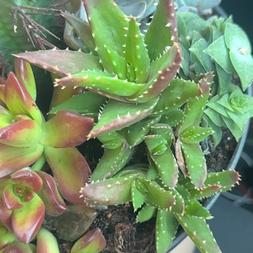 Photo of the plant species Agave Shawii by @GemPeanut55 named Kylie on Greg, the plant care app