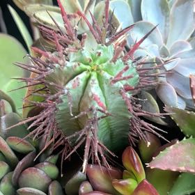 Photo of the plant species Devil's Tongue Barrel Cactus by @GemPeanut55 named Pax on Greg, the plant care app