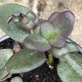 Photo of the plant species Fairy Crassula by @AdeptJellycup50 named Kobe on Greg, the plant care app