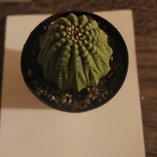 Photo of the plant species Baseball Plant by @NewKanna72 named Daenerys Targaryen on Greg, the plant care app