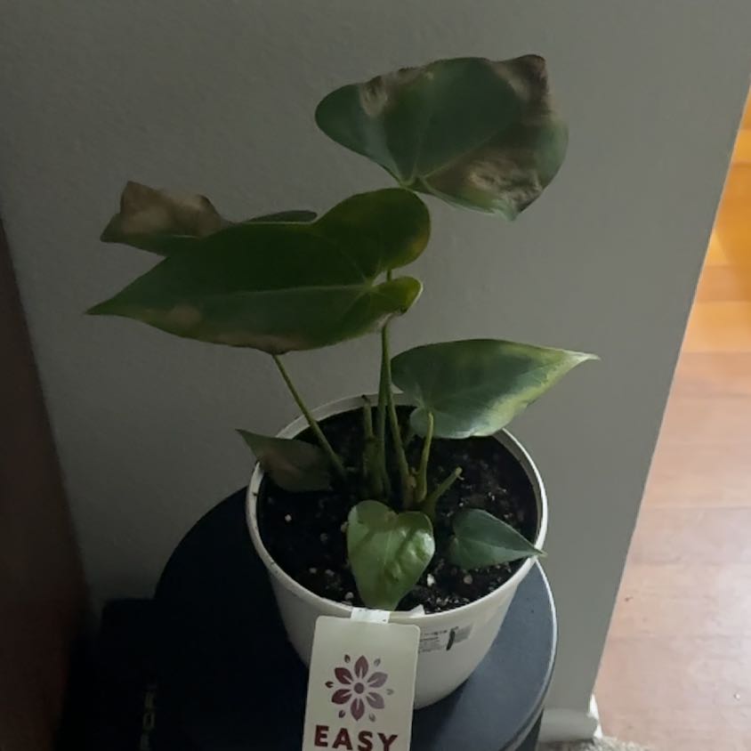 Photo of the plant species Assorted Anthurium by @LucidFilbert77 named Big Red on Greg, the plant care app