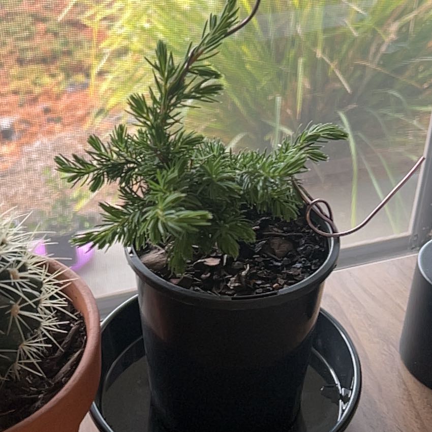 Photo of the plant species Shore Juniper by @RegalMastic85 named Agamemnon on Greg, the plant care app