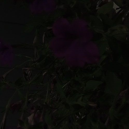 Photo of the plant species Petunia by @RadRedbetel22 named McKinley on Greg, the plant care app