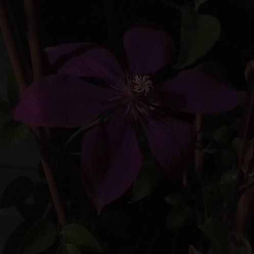 Photo of the plant species Italian Leather Flower by @RadRedbetel22 named Achilles on Greg, the plant care app