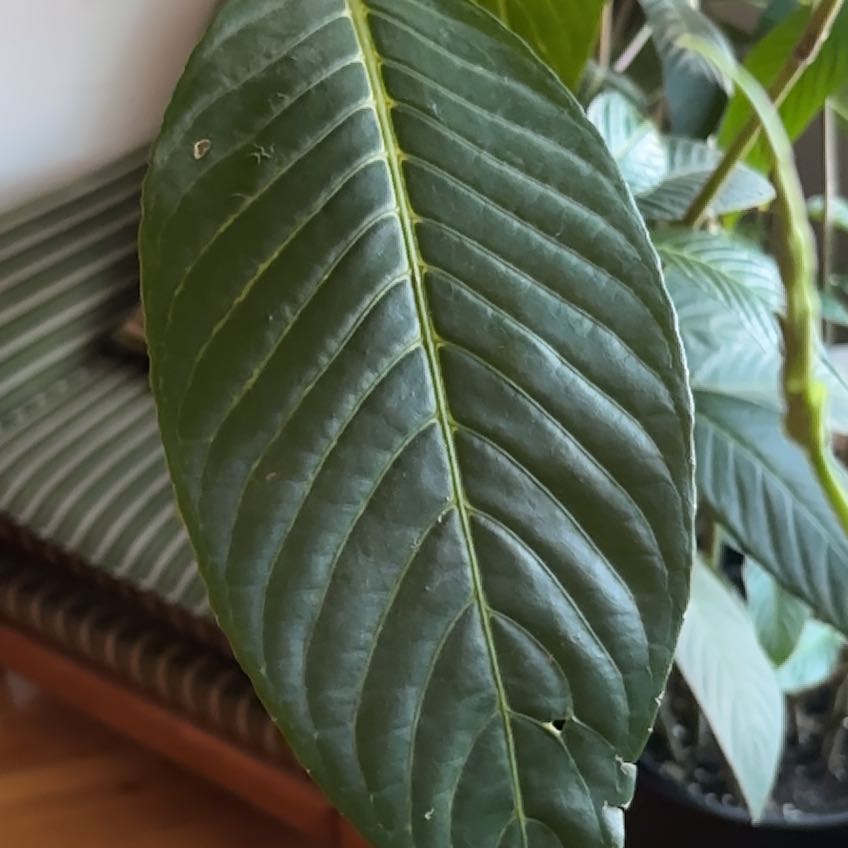 Photo of the plant species Bankesia by @TutorBibi96 named Michelle Branch on Greg, the plant care app