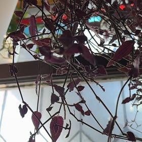 Photo of the plant species purple bridal veil by @TutorBibi96 named Purple bride on Greg, the plant care app