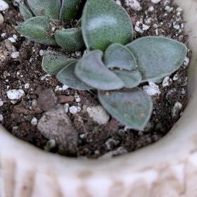 Photo of the plant species Crassula Morgan Hybrid w. Silver Springtime by @AceMira74 named Hamilton on Greg, the plant care app