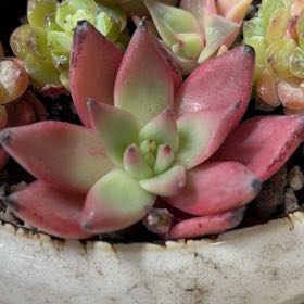 Photo of the plant species Echeveria 'Ebony' by @AceMira74 named Surya on Greg, the plant care app