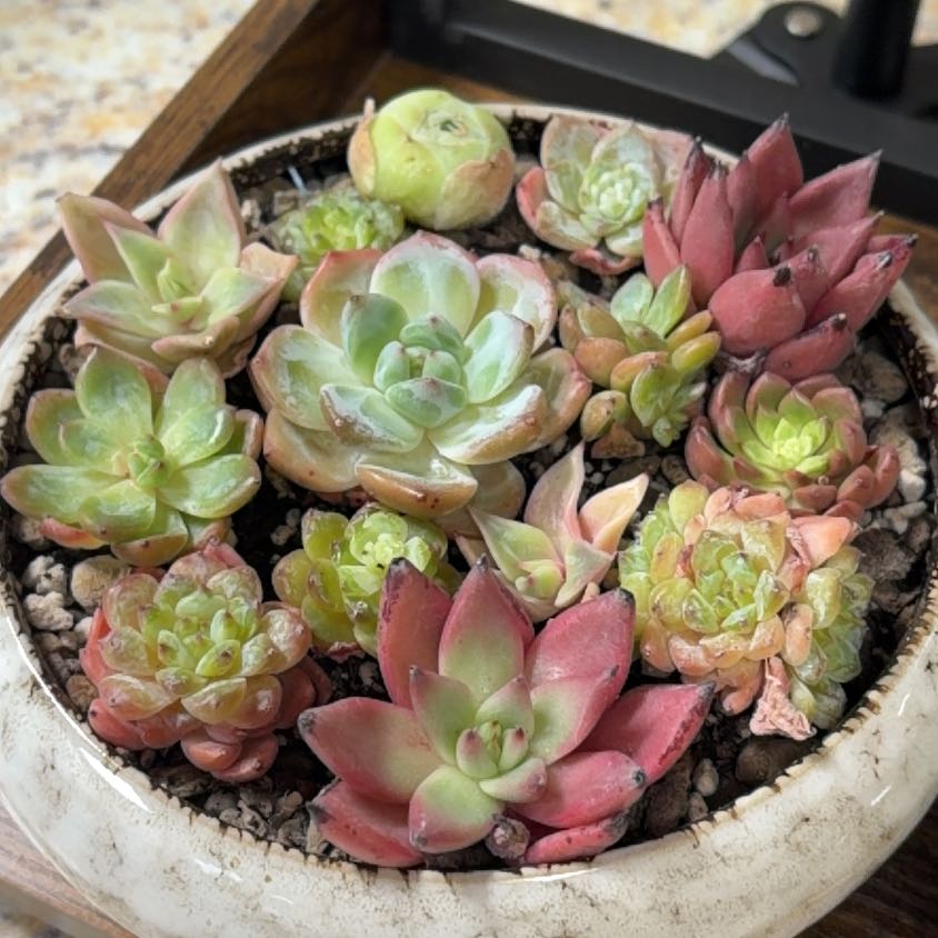 Photo of the plant species Echeveria 'Tippy' by @AceMira74 named Foxxy on Greg, the plant care app