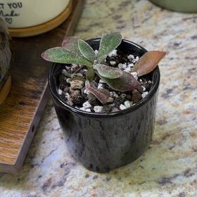 Photo of the plant species Ruby Slippers by @AceMira74 named Ruby on Greg, the plant care app