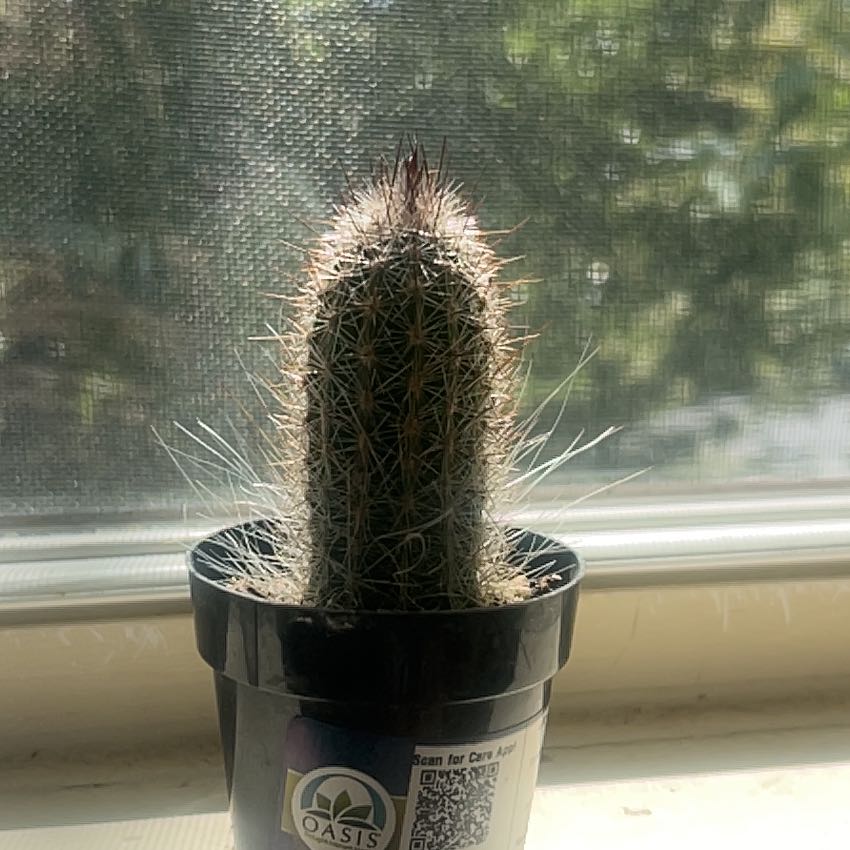 Photo of the plant species Chihuahuan Beehive by @GamesomePlanty named Hemingway on Greg, the plant care app