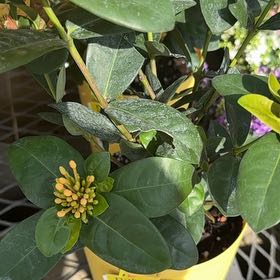 Photo of the plant species Chinese Ixora by @FabLungwort32 named Drake on Greg, the plant care app