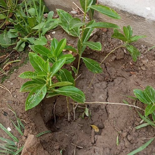 Photo of the plant species Night-Blooming Jessamine by @HealthyLlavea66 named Drake on Greg, the plant care app