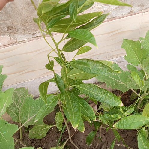 Photo of the plant species Night-Blooming Jessamine by @HealthyLlavea66 named Curie on Greg, the plant care app