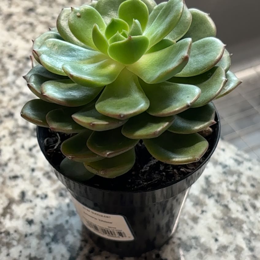 Photo of the plant species Echeveria 'Elfstone' by @YeahAgave87 named Xena on Greg, the plant care app