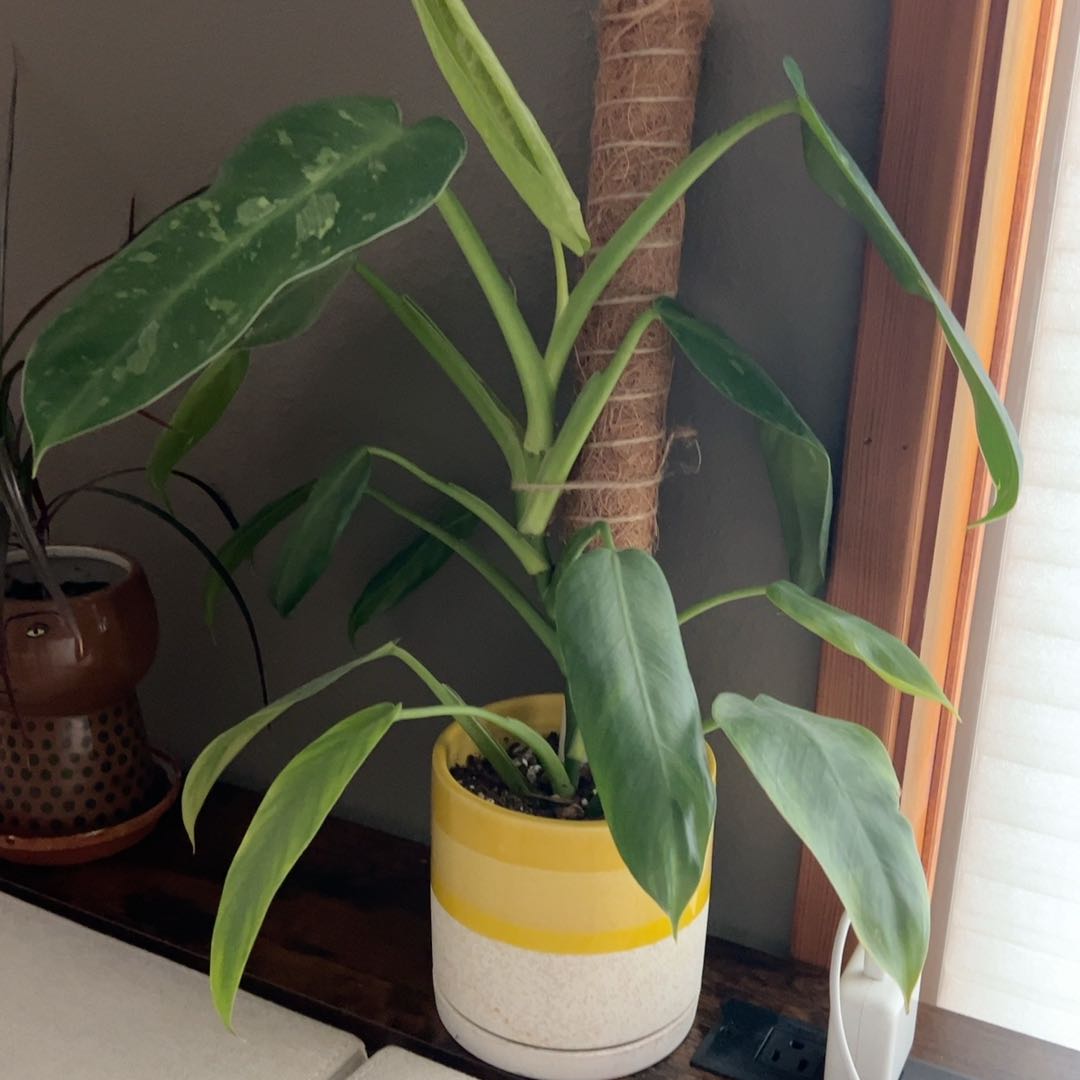 Photo of the plant species Philodendron 'Jose Buono' by @CozyYuzutree17 named Phil on Greg, the plant care app