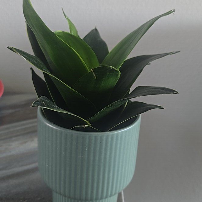 Photo of the plant species Black Jade Snake Plant by @PiquantPilea72 named Treeyoncé on Greg, the plant care app