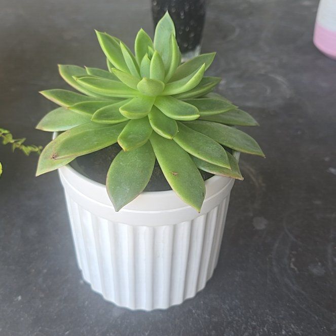 Photo of the plant species Wax Agarve by @PiquantPilea72 named Gobi on Greg, the plant care app