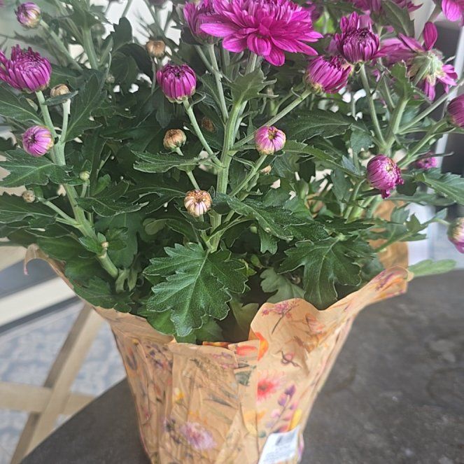 Photo of the plant species Chrysanthemum by @PiquantPilea72 named Nithin on Greg, the plant care app