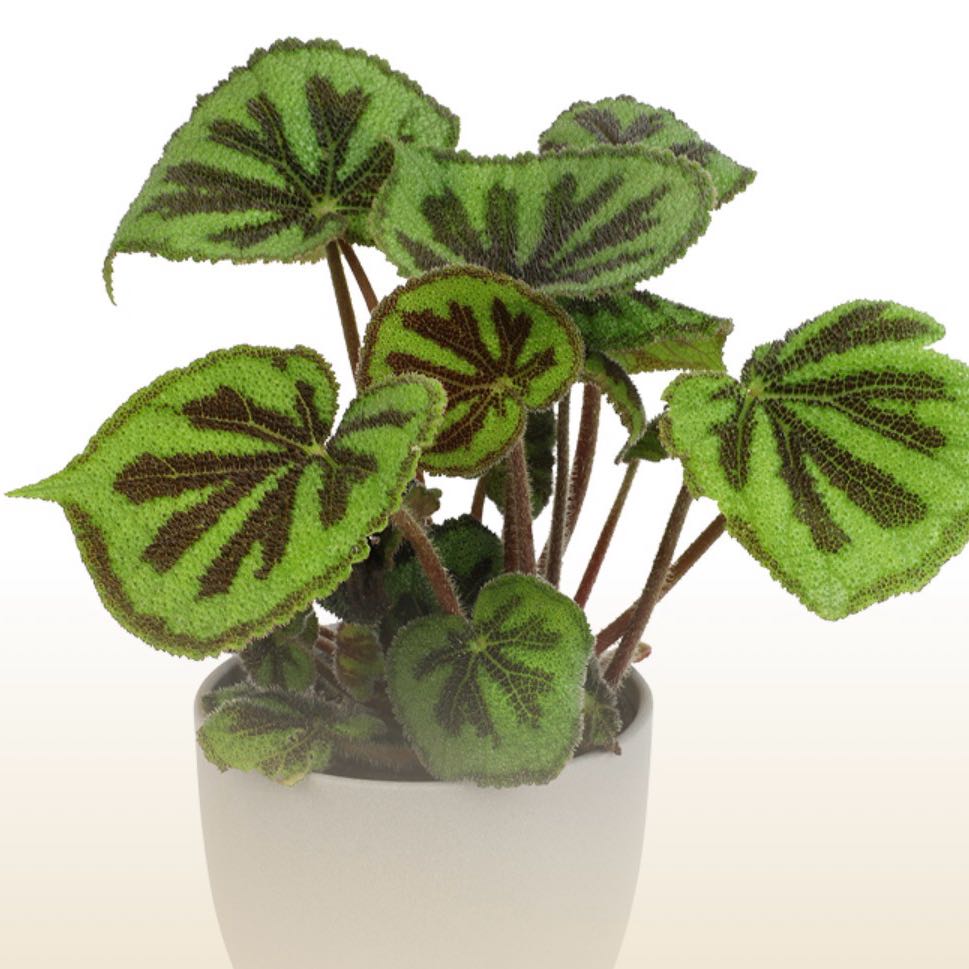 Photo of the plant species Begonia rockii by @GemBroom25 named Marilyn on Greg, the plant care app