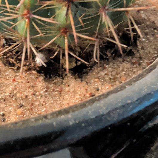 Photo of the plant species Rainbow Pincushion by @WinViolet23 named Nemo on Greg, the plant care app