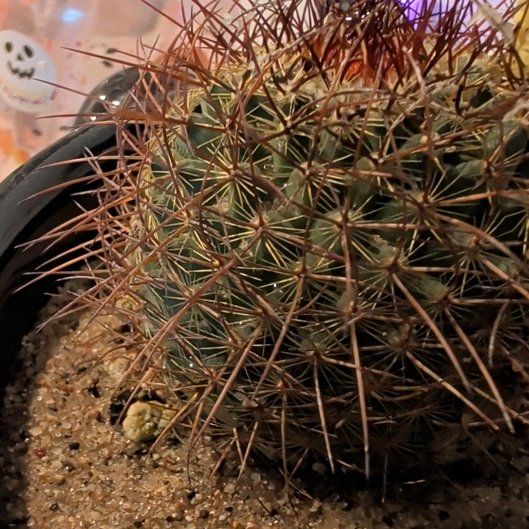 Photo of the plant species Rainbow Pincushion by @WinViolet23 named Sproutacus on Greg, the plant care app