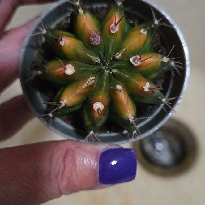 Photo of the plant species Colorful Moon Cactus by @MajorWildtea42 named Sanders on Greg, the plant care app