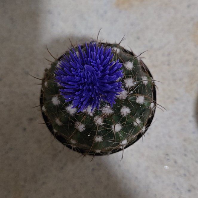 Photo of the plant species Assorted Cactus by @MajorWildtea42 named Hemingway on Greg, the plant care app