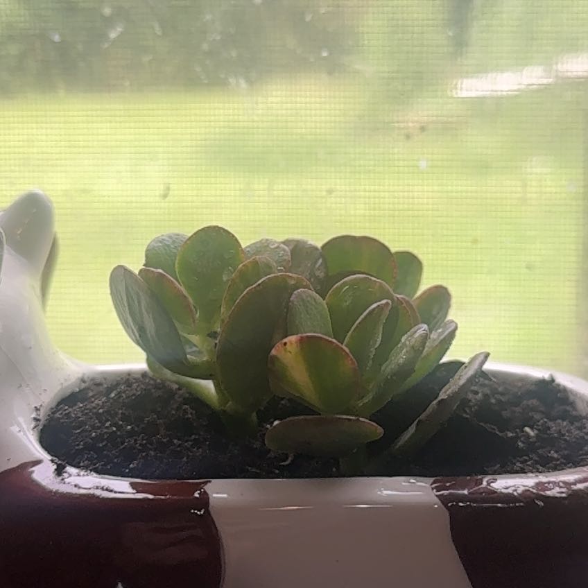 Photo of the plant species Crassula Ovata by @VipAloepepe93 named Spike Leaves on Greg, the plant care app