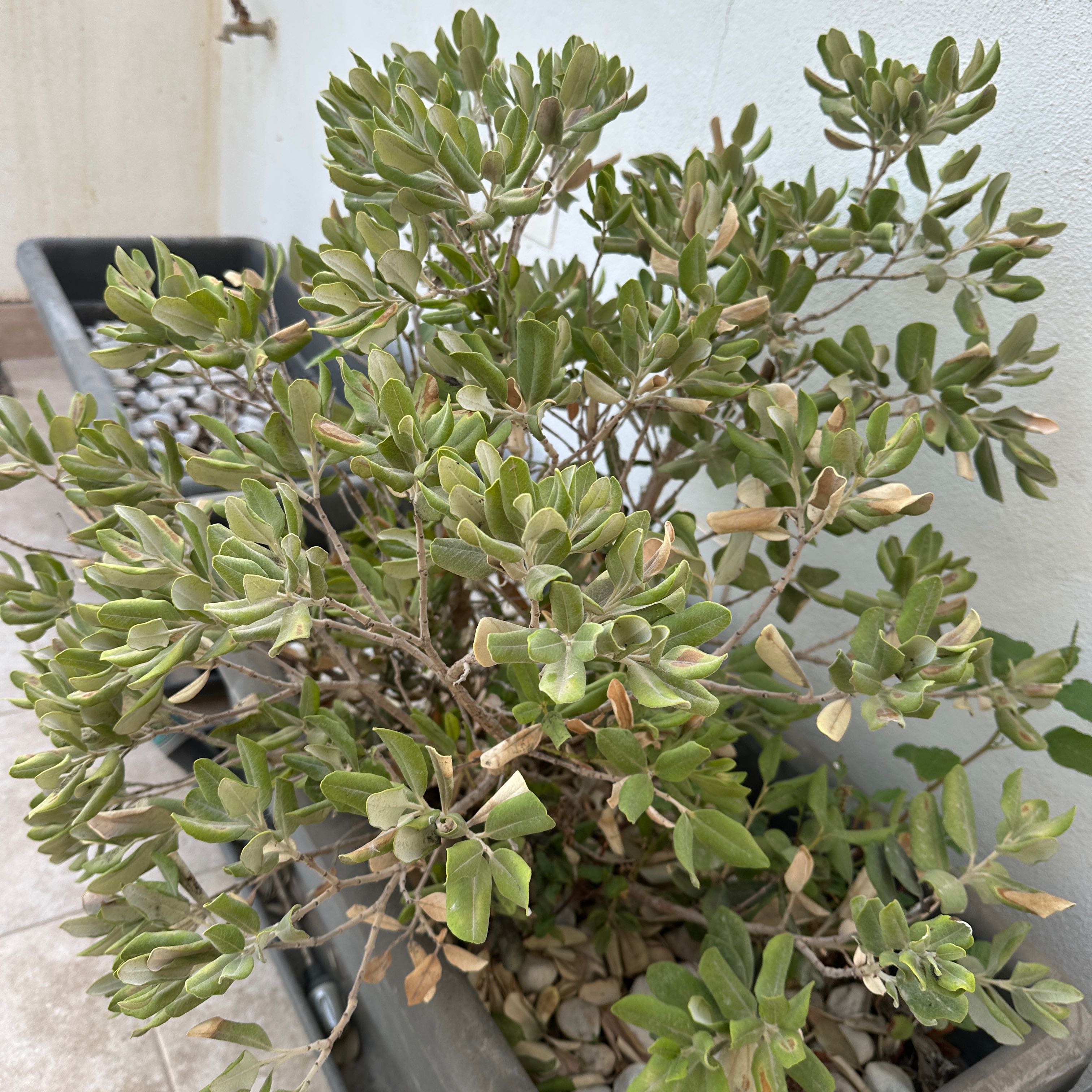 Photo of the plant species Metrosideros by @KeyFirebush84 named McKinley on Greg, the plant care app